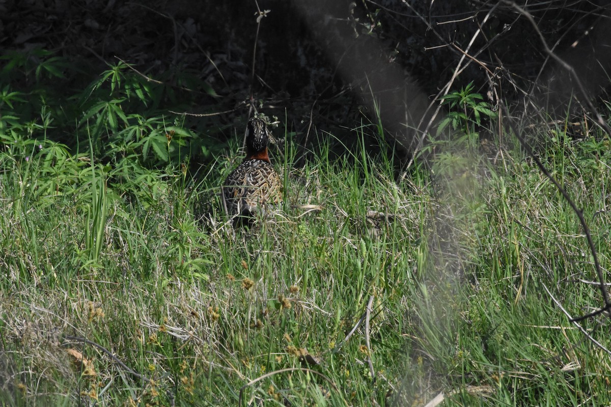 Black Francolin - ML642810815