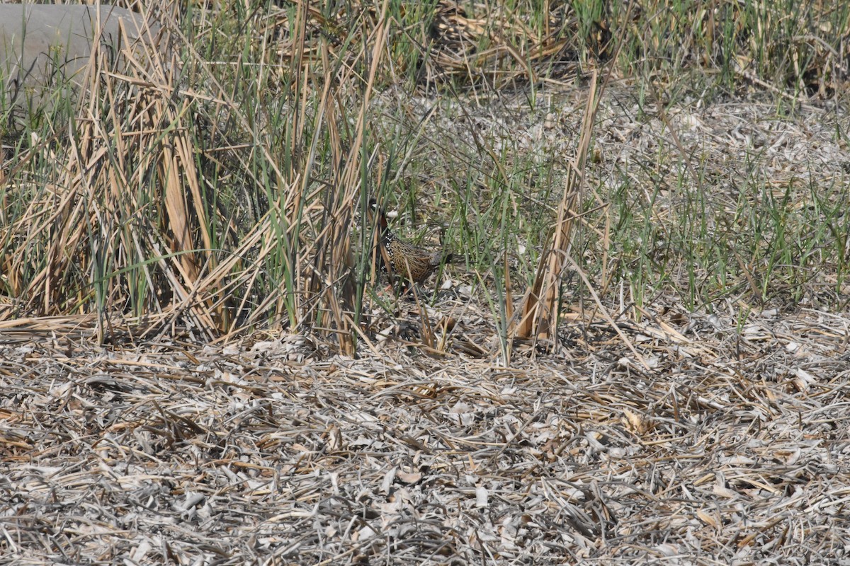 Black Francolin - ML642810816
