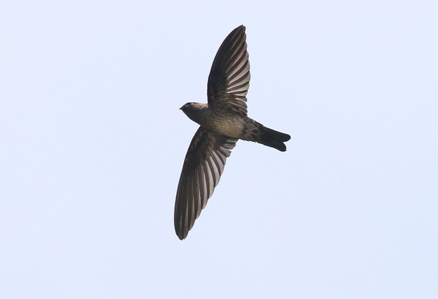 Cave Swiftlet - ML642810820