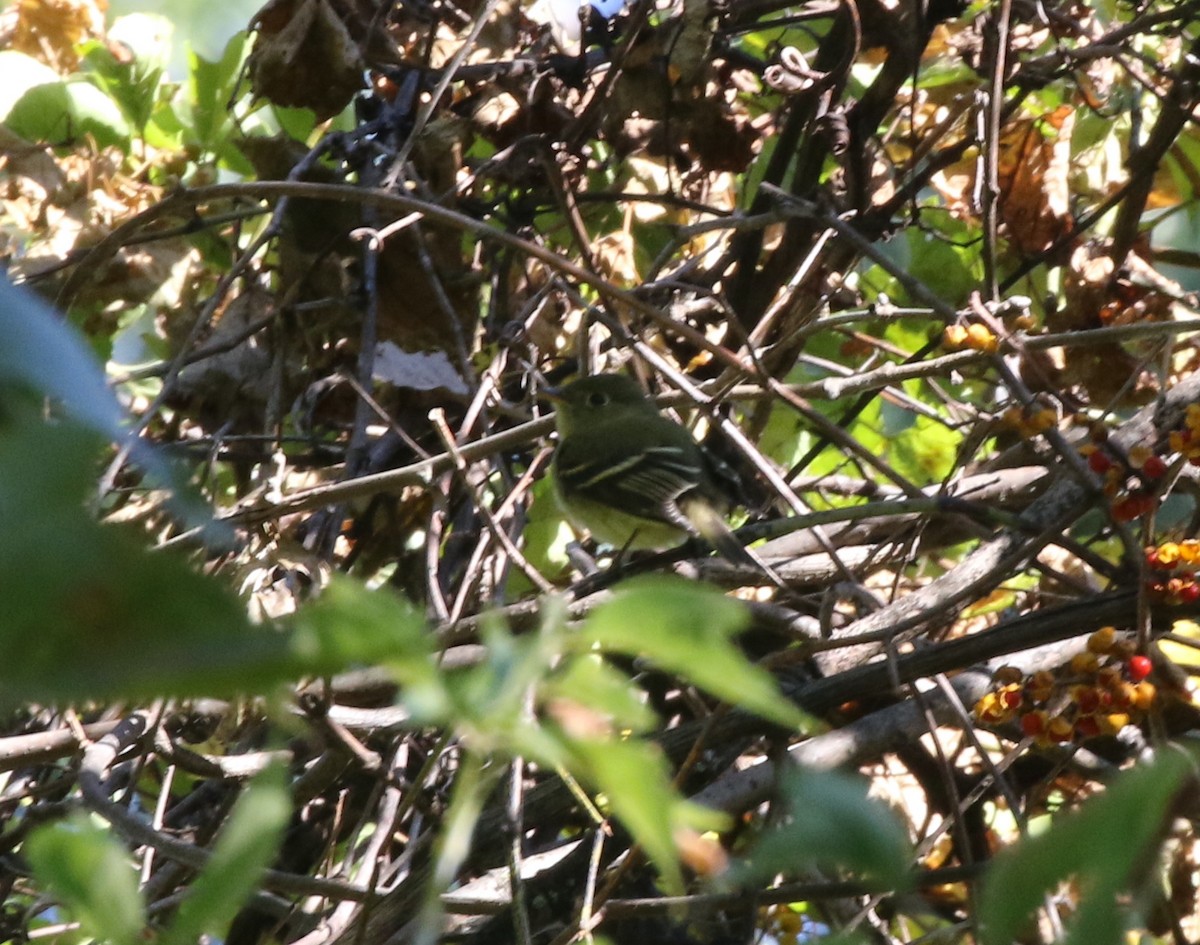 Yellow-bellied Flycatcher - ML642810822