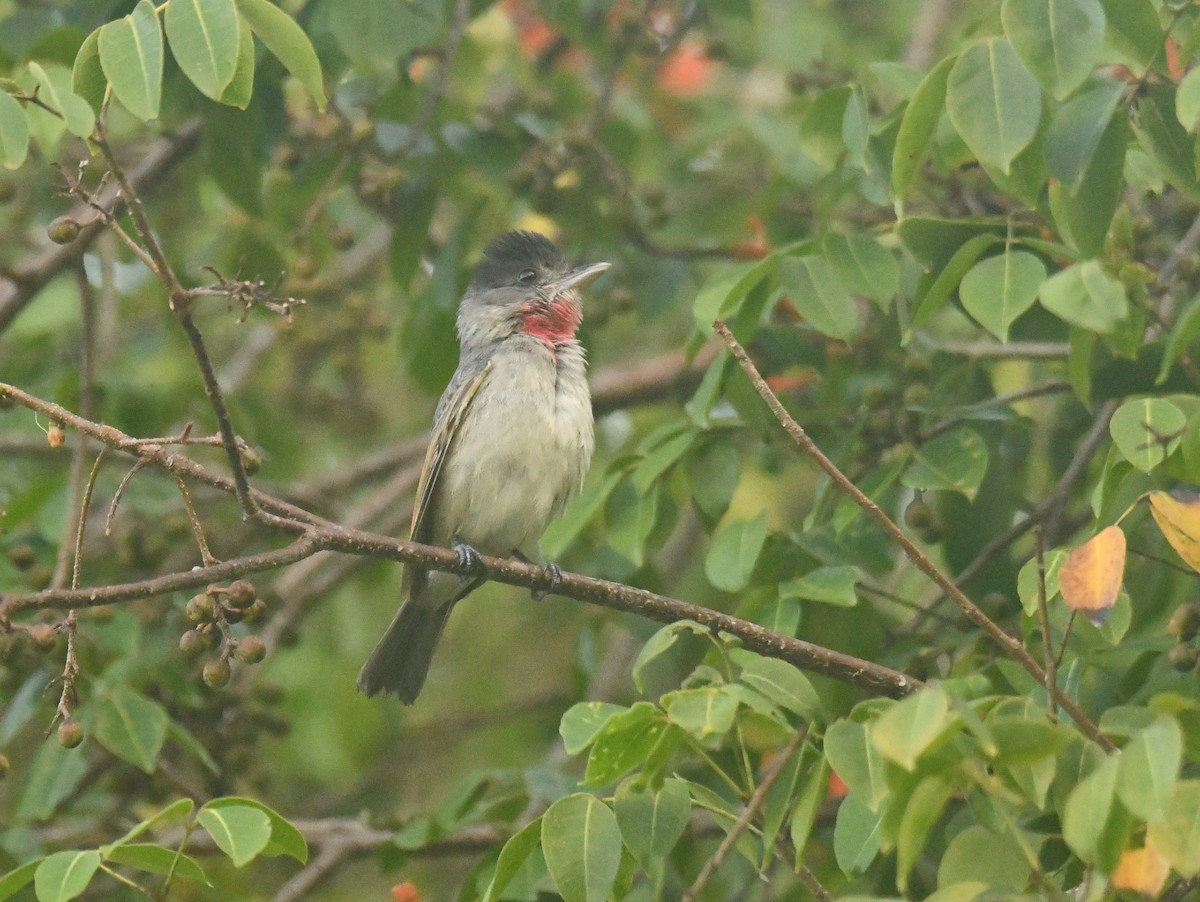 Rose-throated Becard - ML642810823