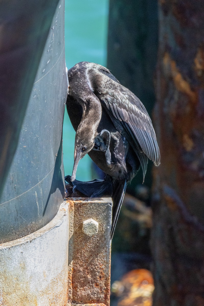 Pelagic Cormorant - ML642810827