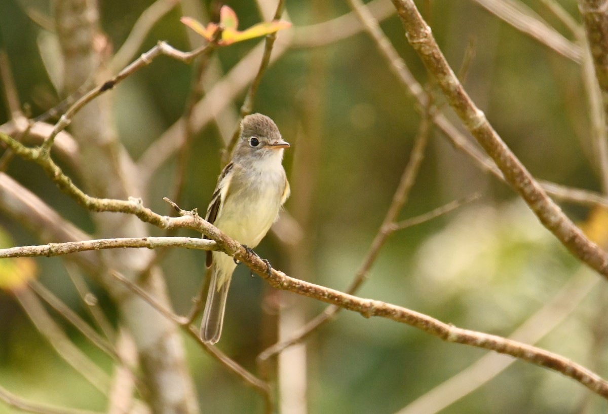 Least Flycatcher - ML642810828