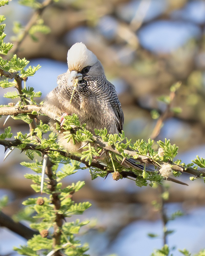 White-headed Mousebird - ML642810844