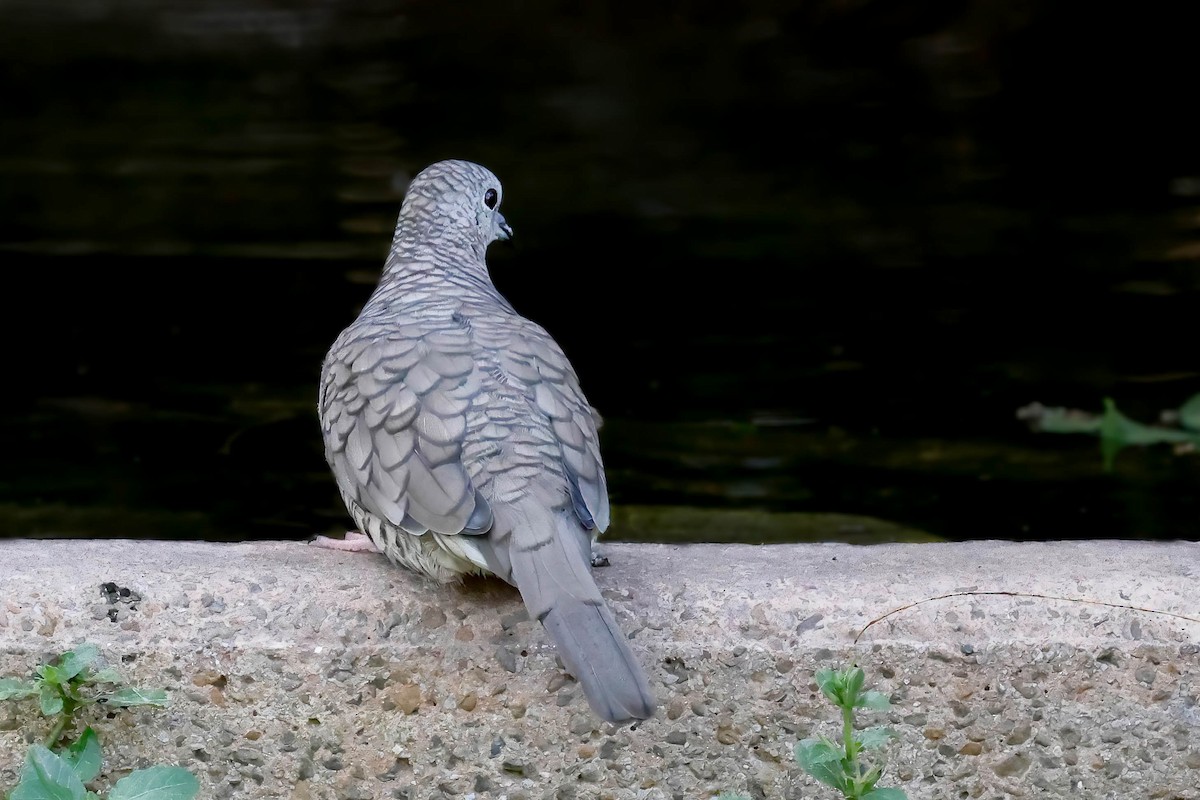 Inca Dove - ML642810850