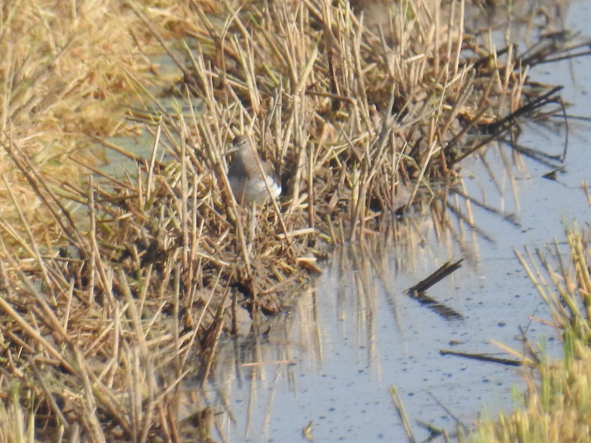 Green Sandpiper - ML642810856