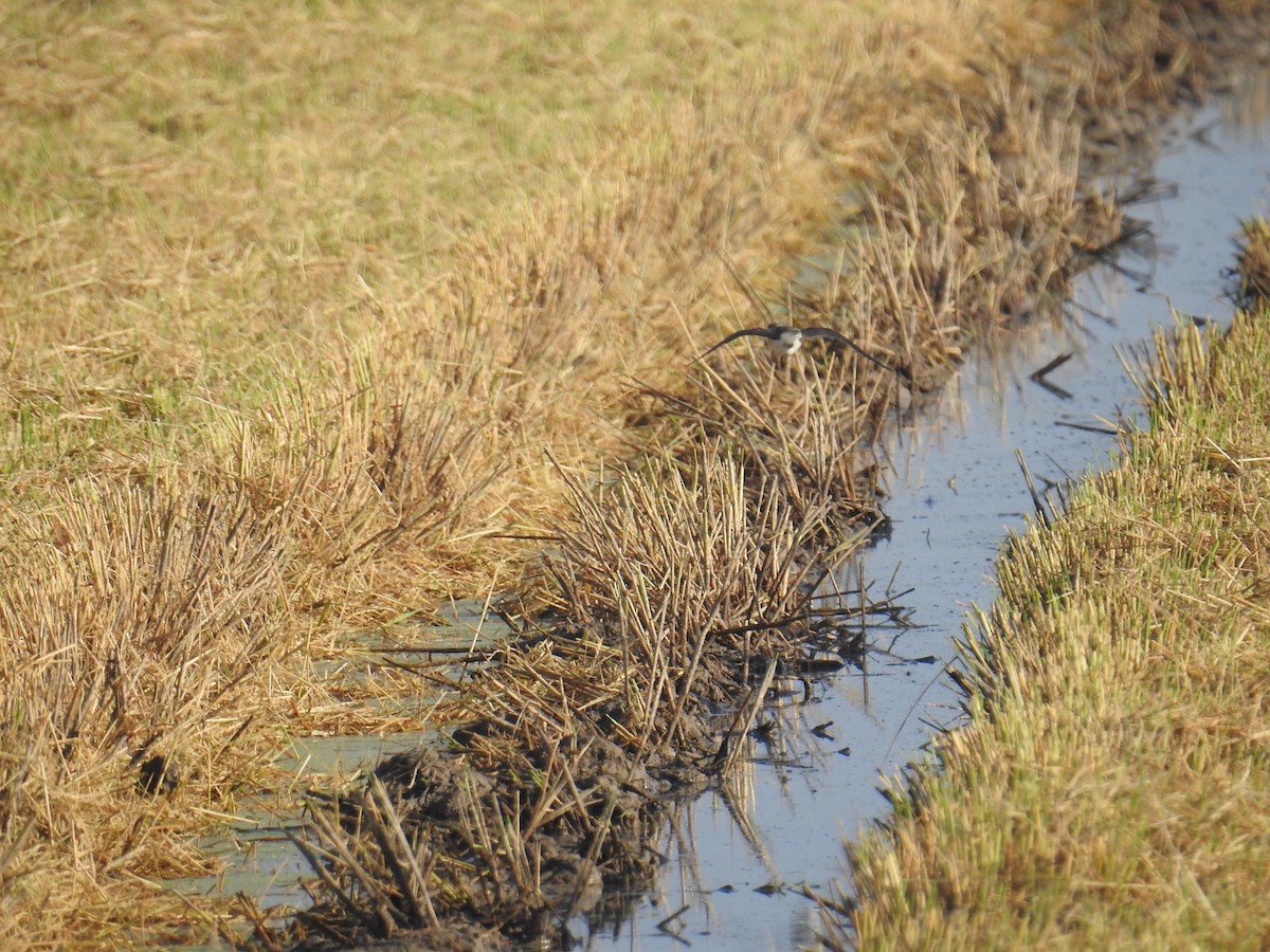 Green Sandpiper - ML642810857