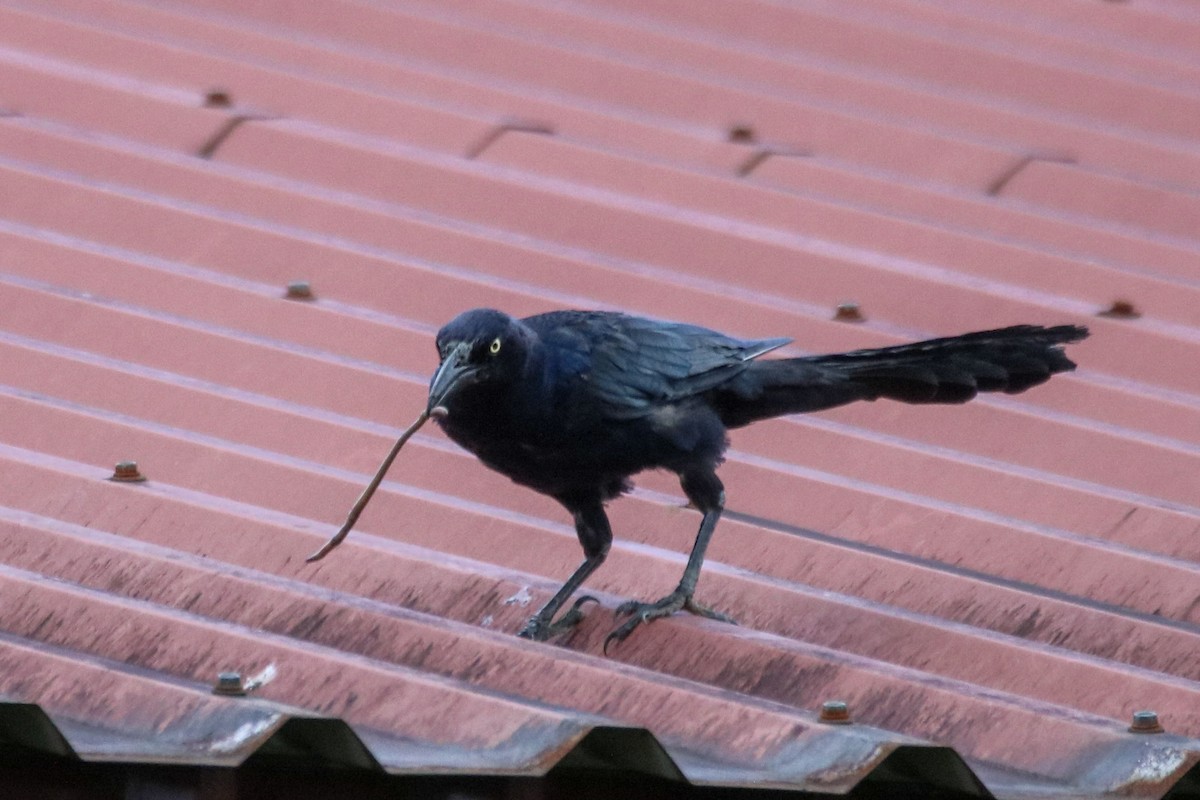 Great-tailed Grackle - ML642810858