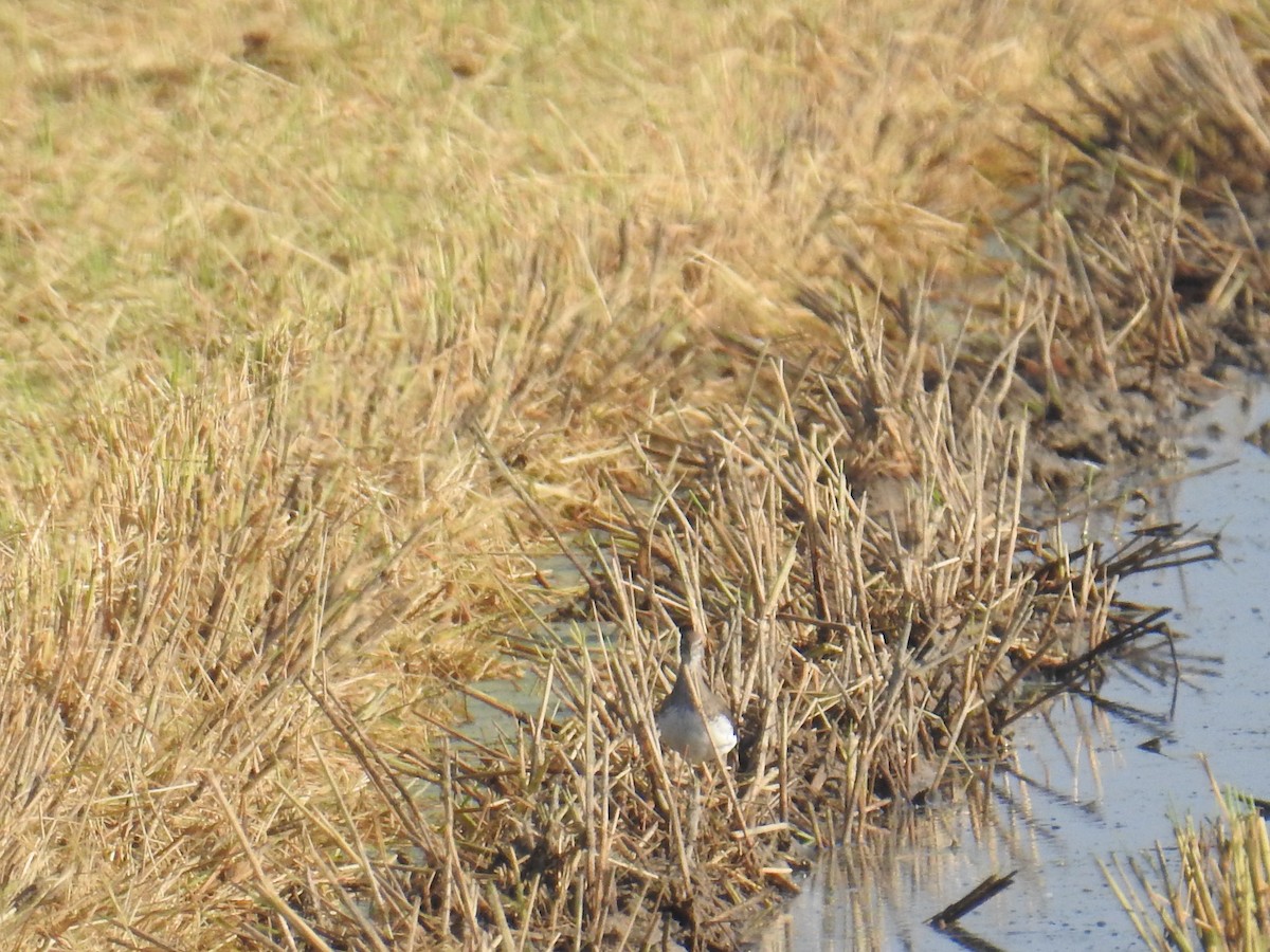 Green Sandpiper - ML642810859