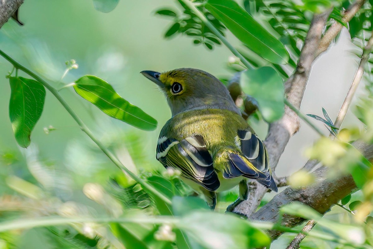 White-eyed Vireo - ML642810861