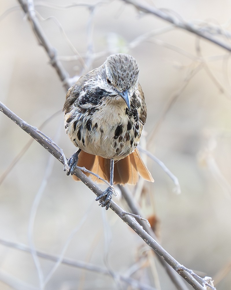 Spotted Morning-Thrush - ML642810862