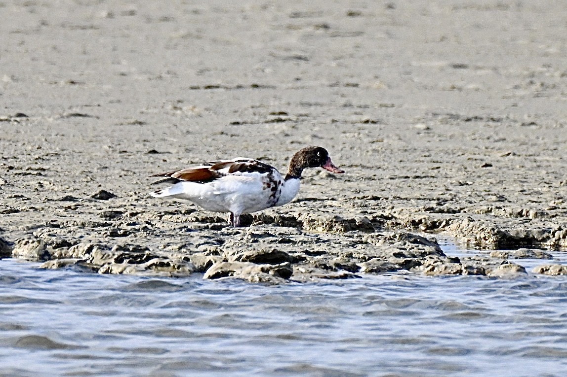 Common Shelduck - ML642810863