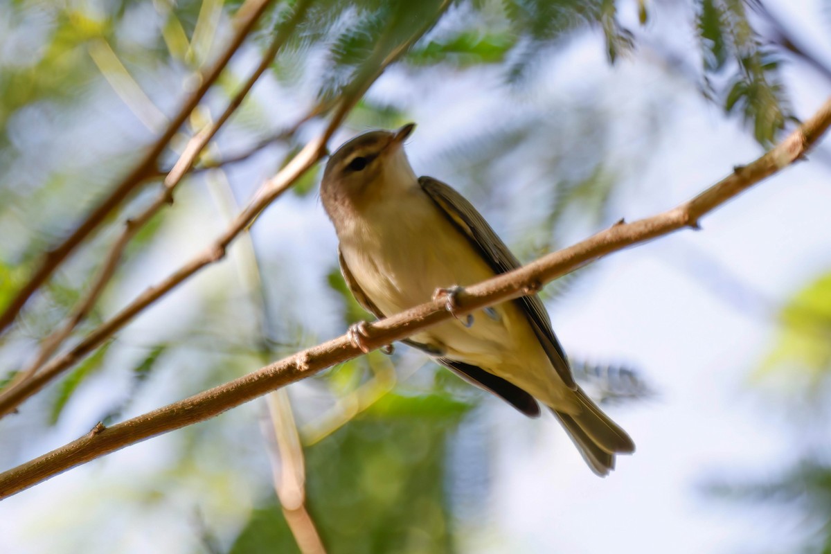 Warbling Vireo - ML642810864