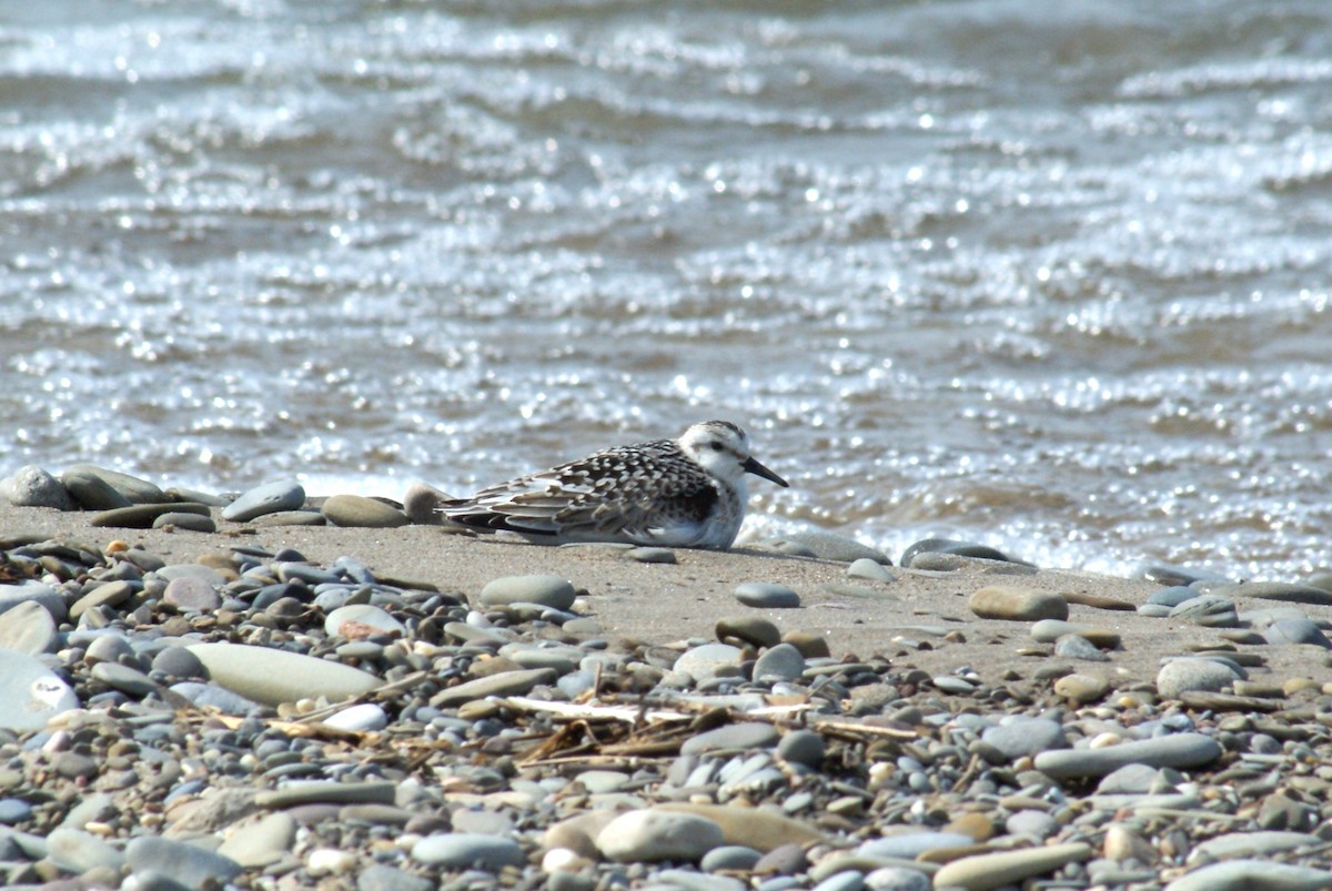 Sanderling - ML642810868