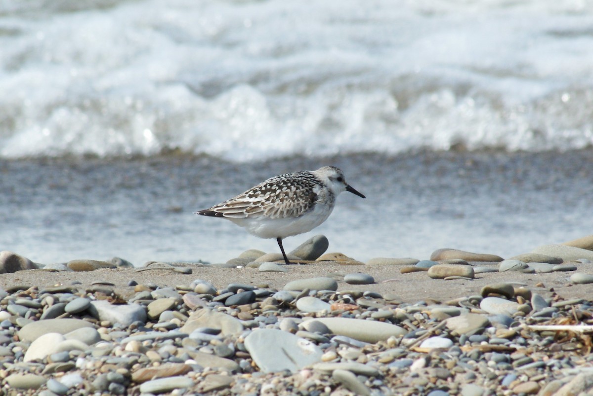 Sanderling - ML642810869