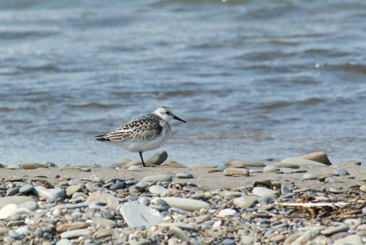 Sanderling - ML642810870
