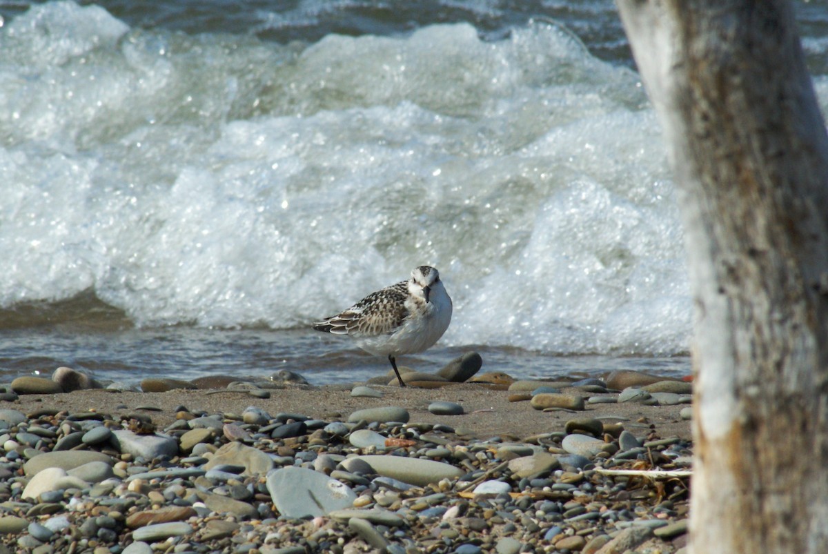 Sanderling - ML642810872