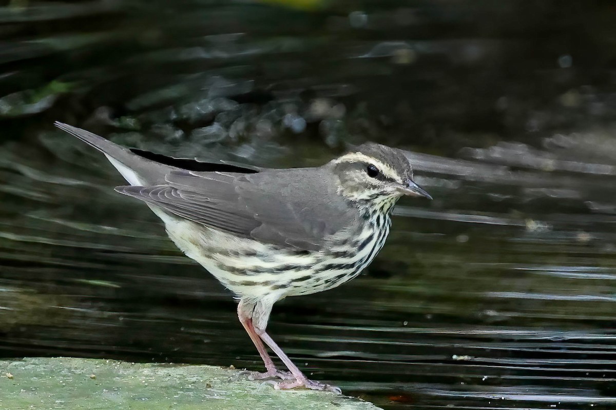 Northern Waterthrush - ML642810881