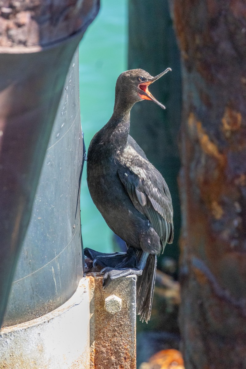 Pelagic Cormorant - ML642810886