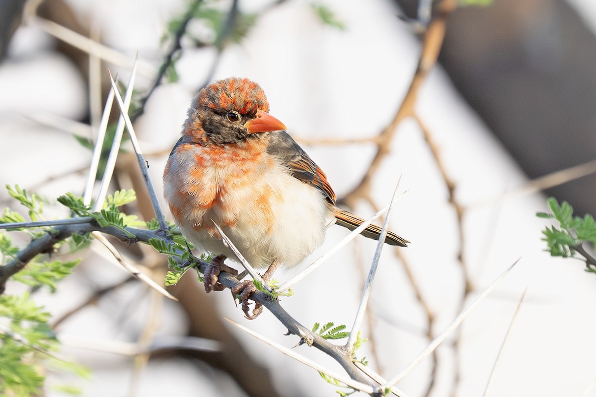 Red-headed Weaver - ML642810893