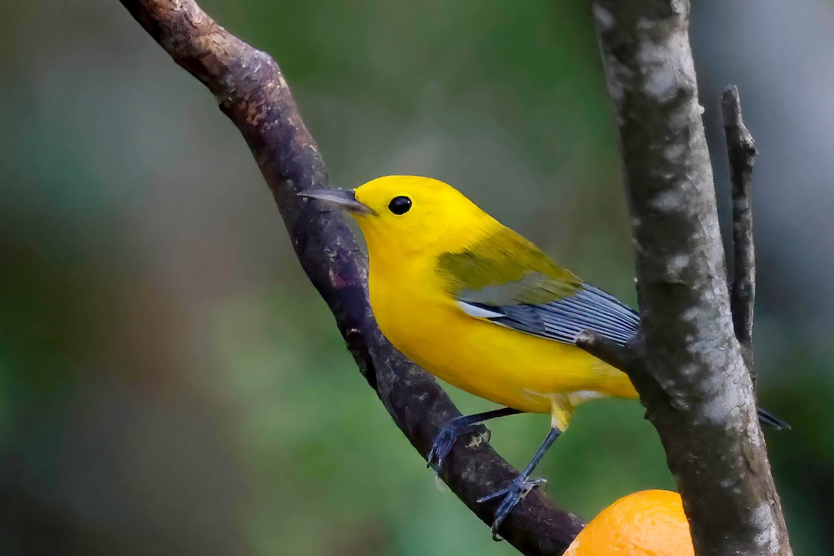Prothonotary Warbler - ML642810902