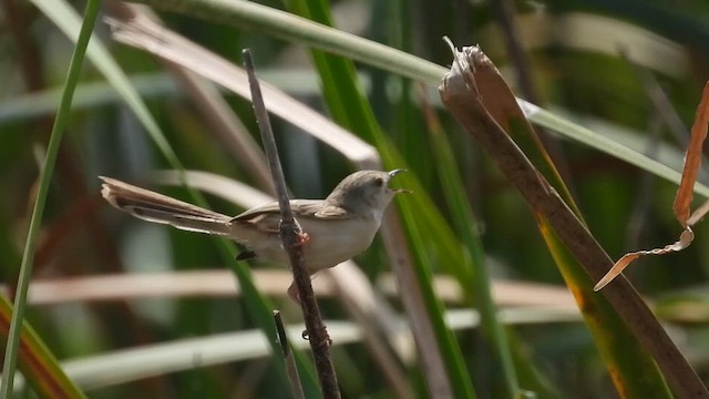 Delicate Prinia - ML642810905