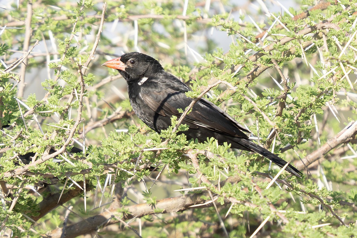 Red-billed Buffalo-Weaver - ML642810906