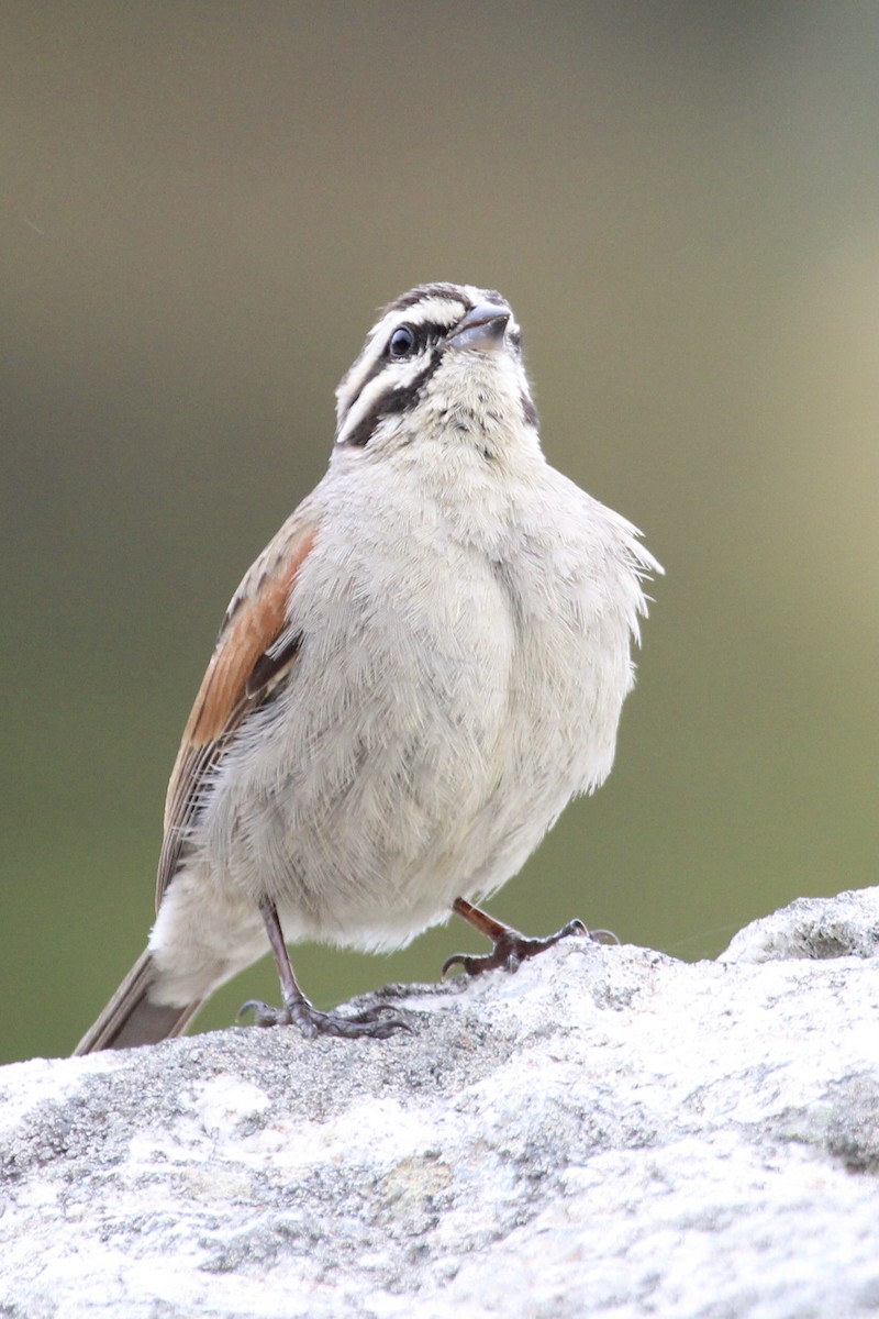 Cape Bunting - ML642810907