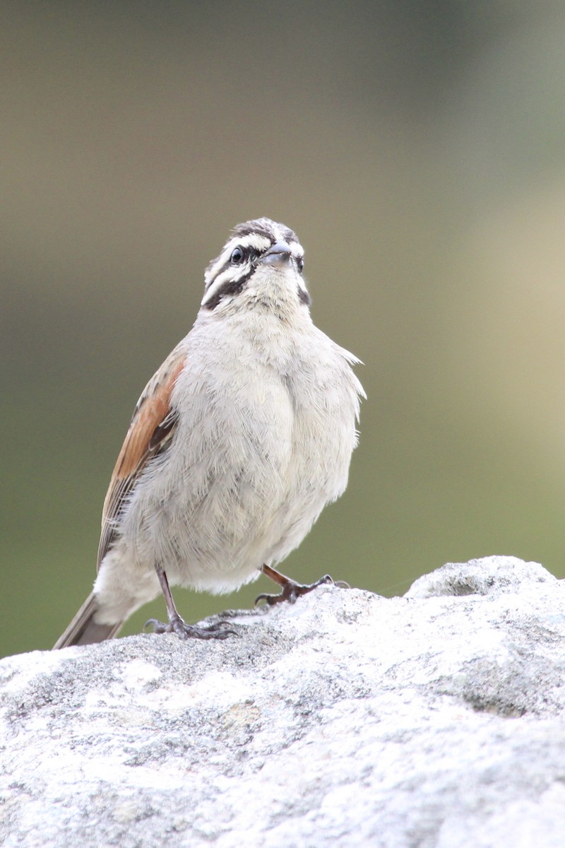 Cape Bunting - ML642810908