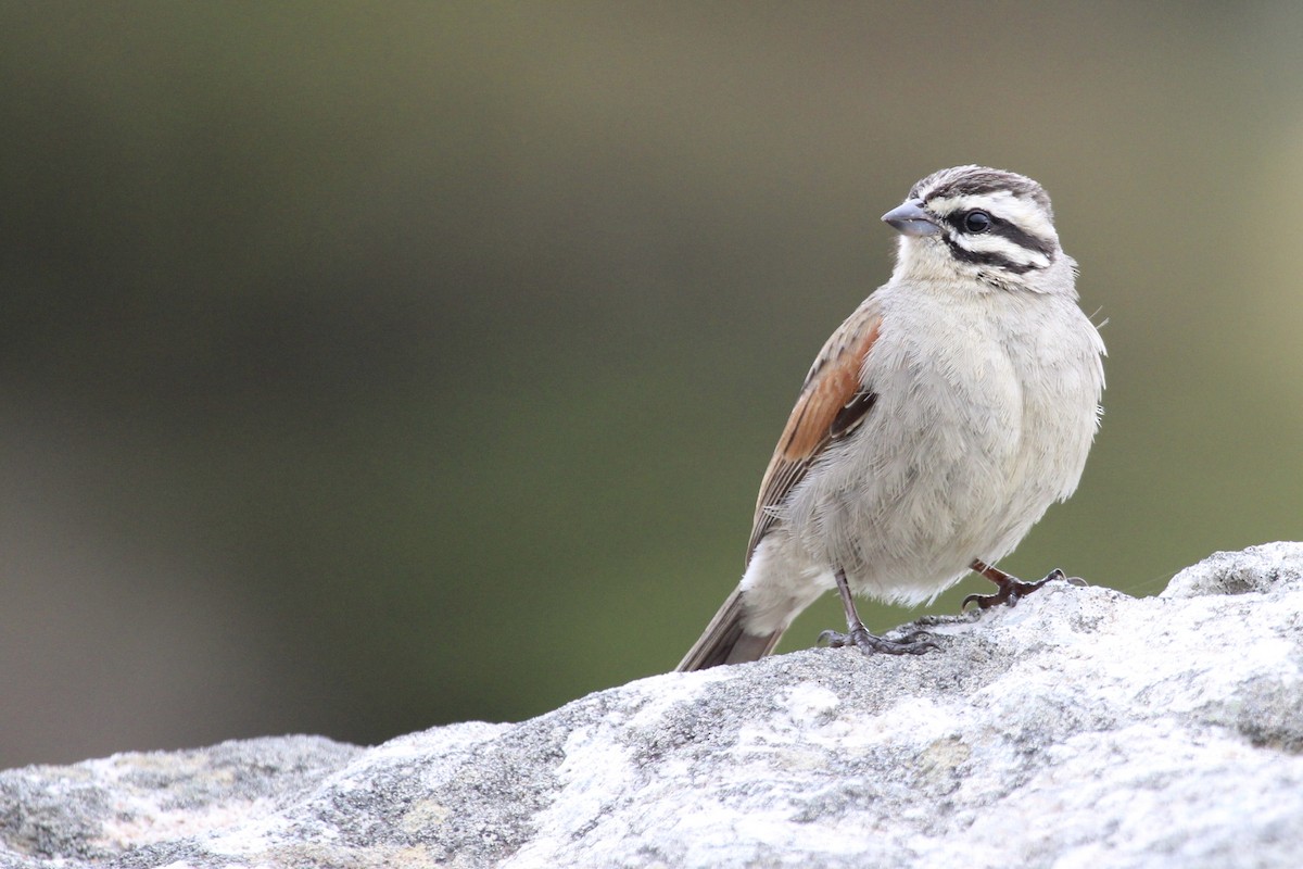 Cape Bunting - ML642810909