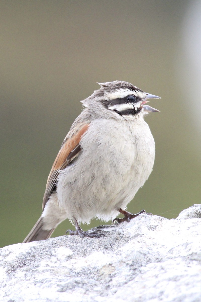 Cape Bunting - ML642810910