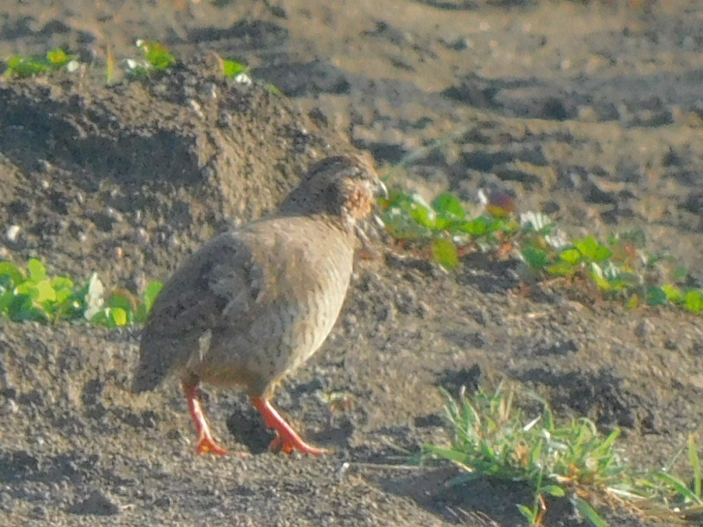 Rock Bush-Quail - ML642810919