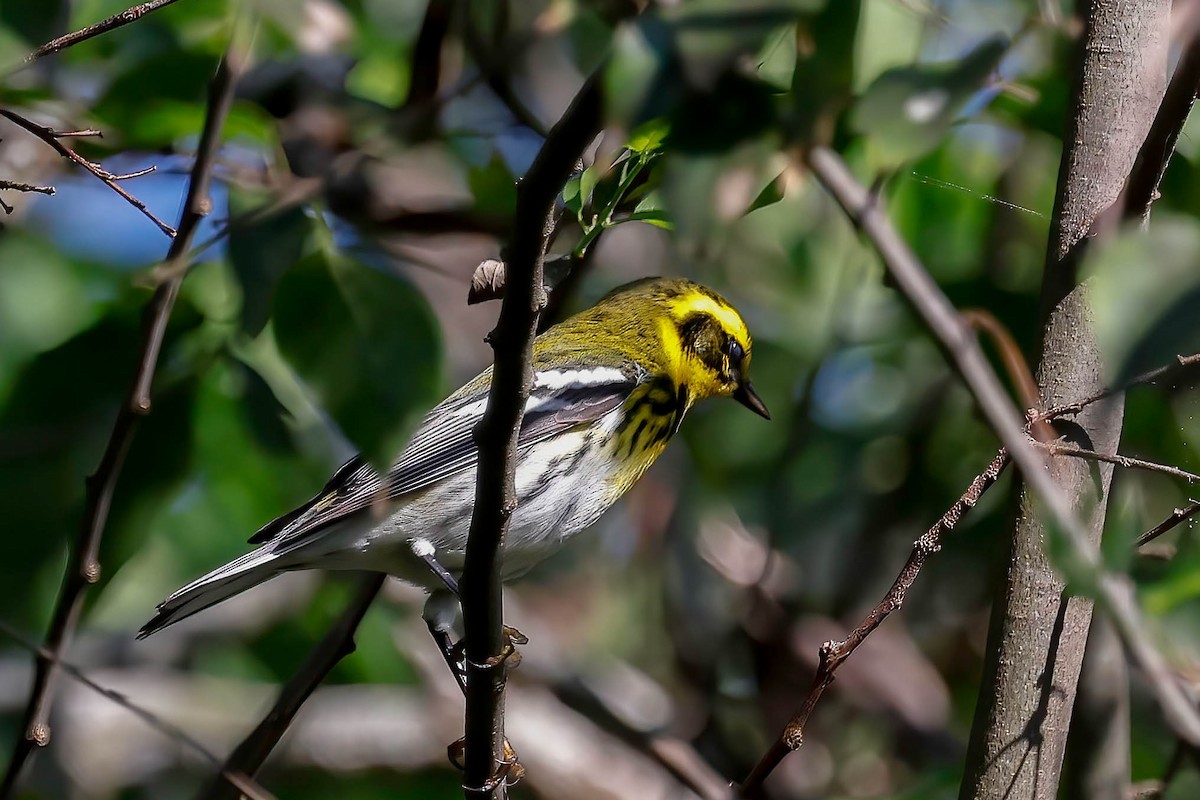 Townsend's Warbler - ML642810922