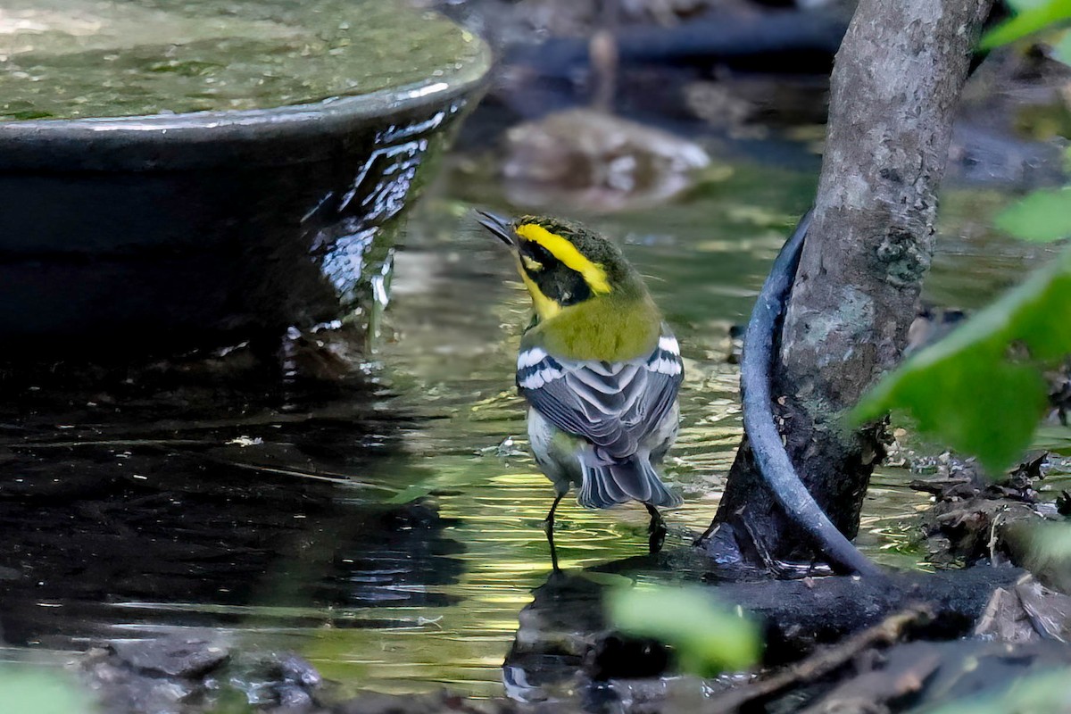 Townsend's Warbler - ML642810928