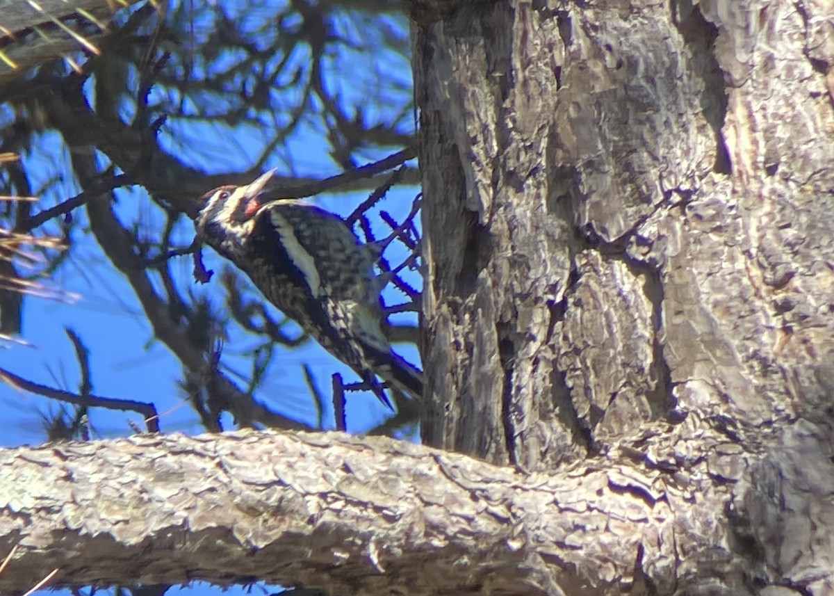 Yellow-bellied Sapsucker - ML642810929