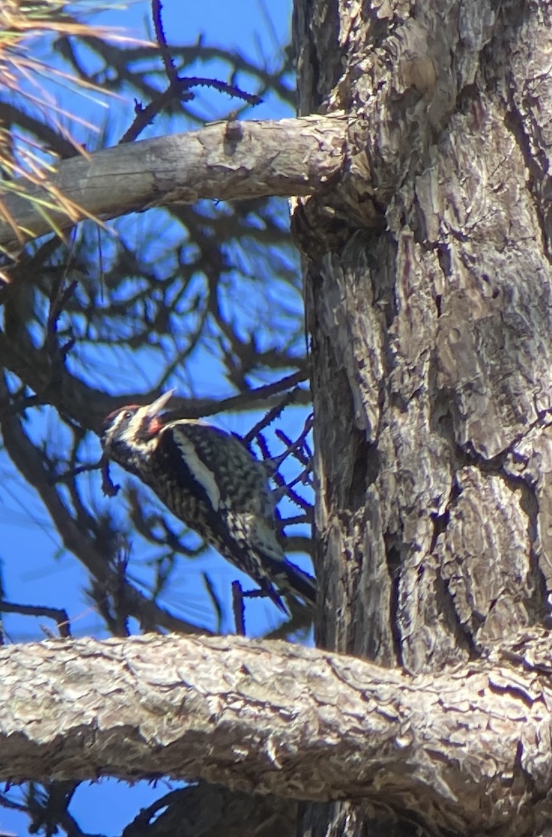 Yellow-bellied Sapsucker - ML642810930