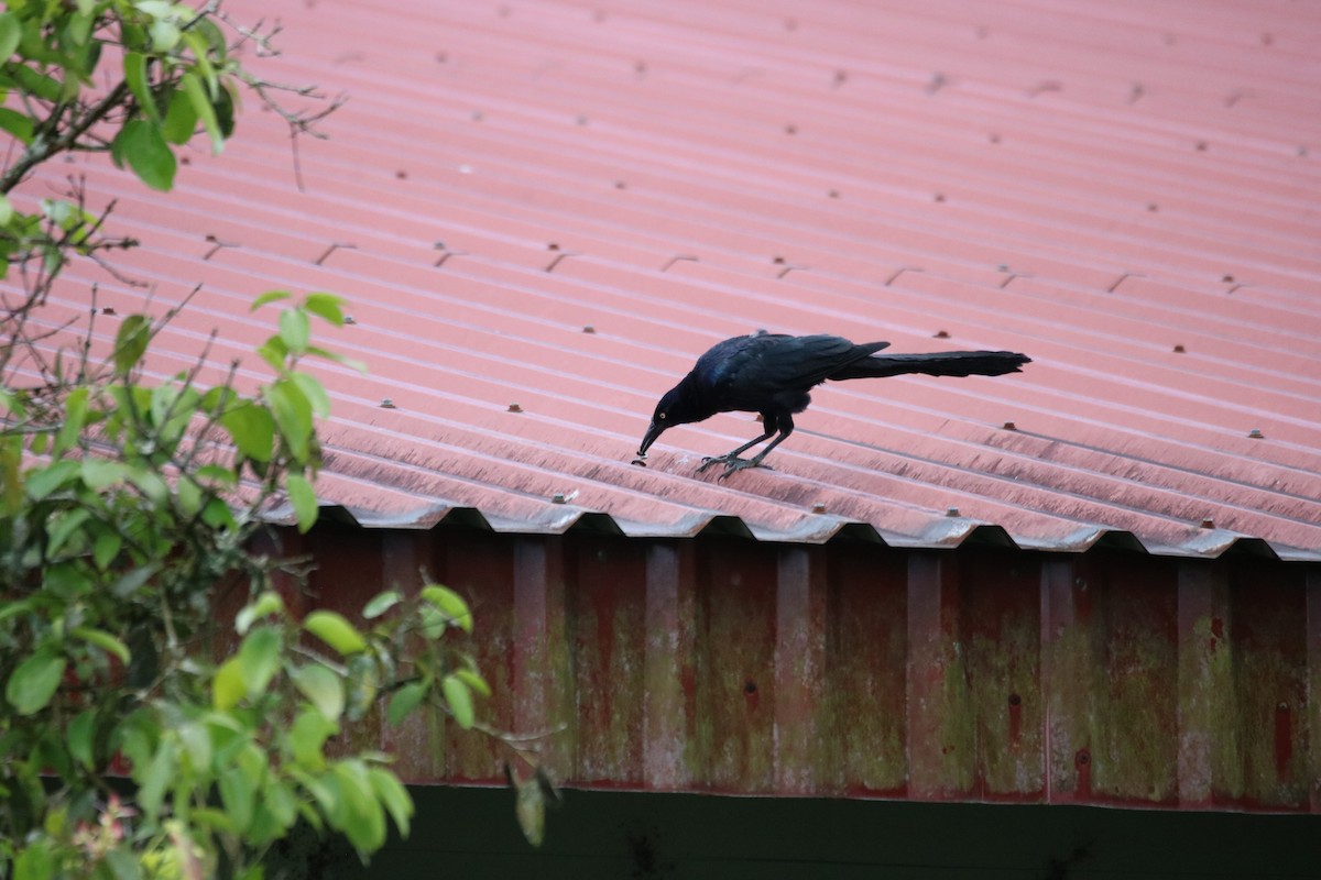 Great-tailed Grackle - ML642810953