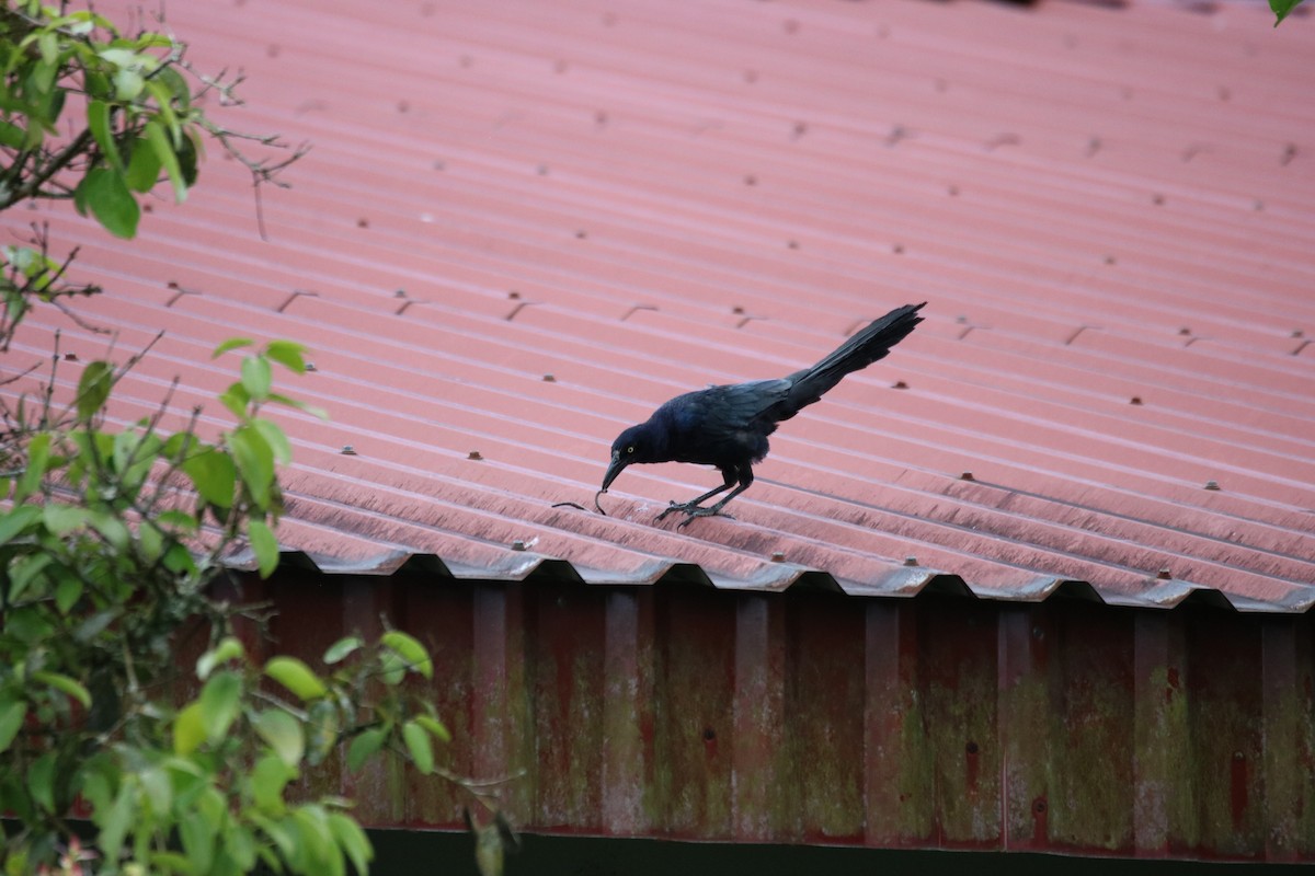 Great-tailed Grackle - ML642810955