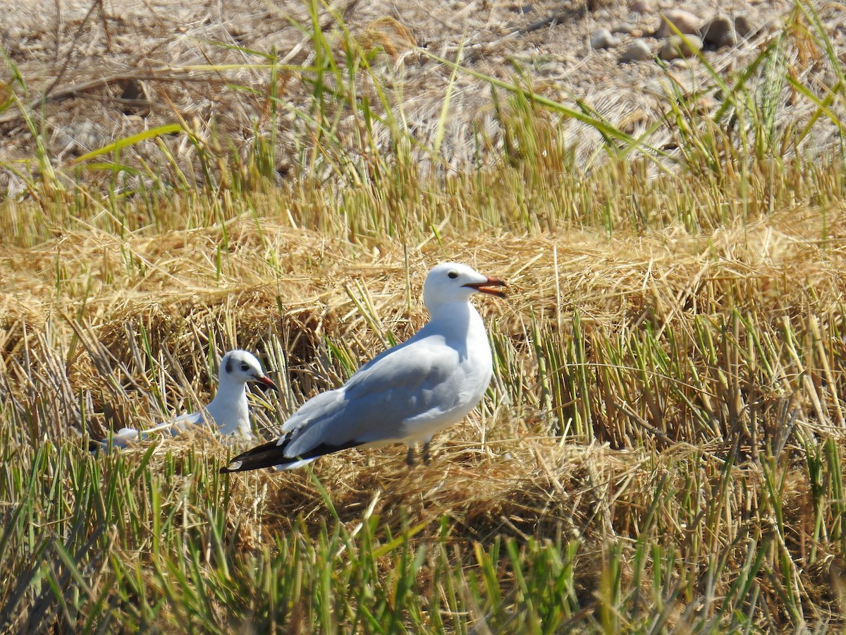 Audouin's Gull - ML642810976