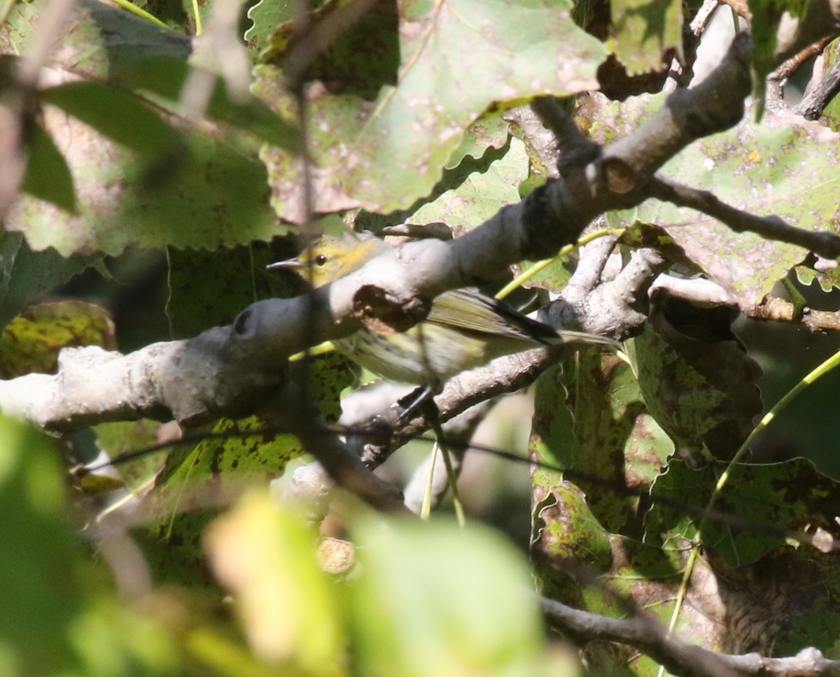 Cape May Warbler - ML642810977