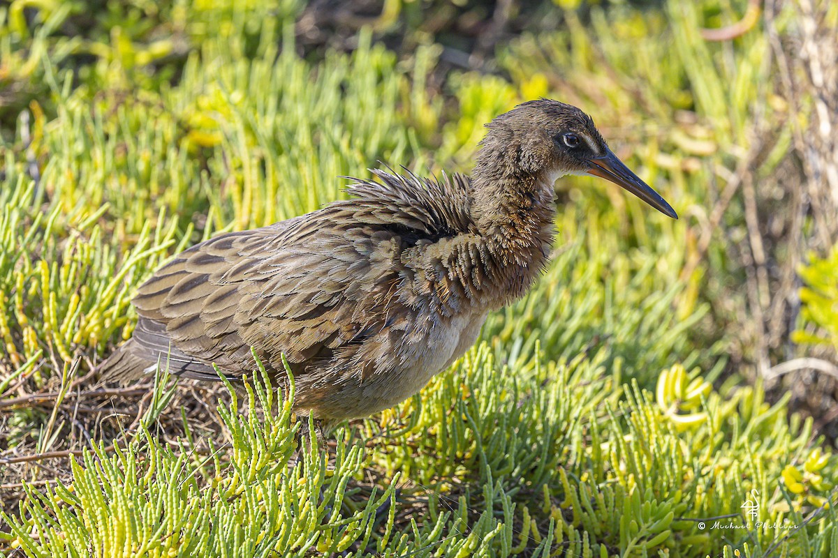 Ridgway's Rail - ML642810982