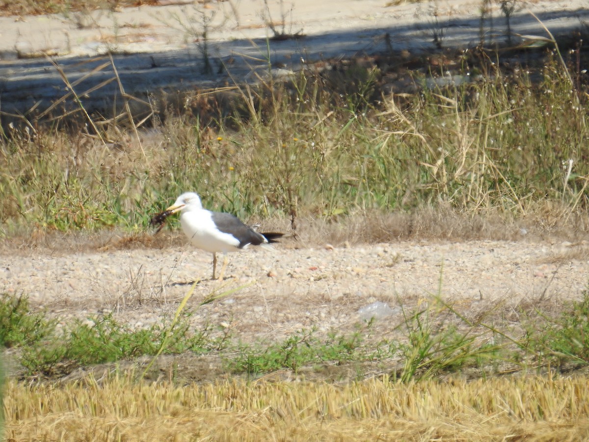 Lesser Black-backed Gull - ML642810990
