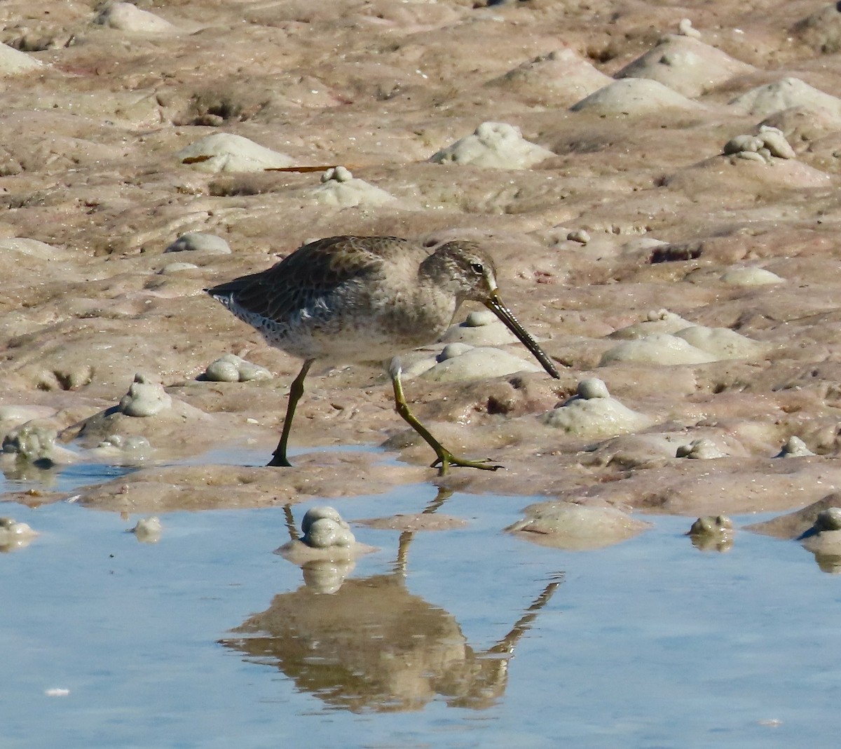 Short-billed Dowitcher - ML642810996