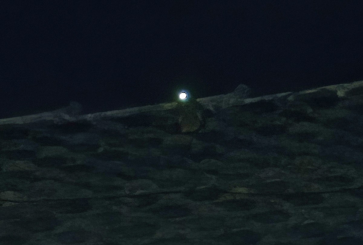 Savanna Nightjar - ML642811010