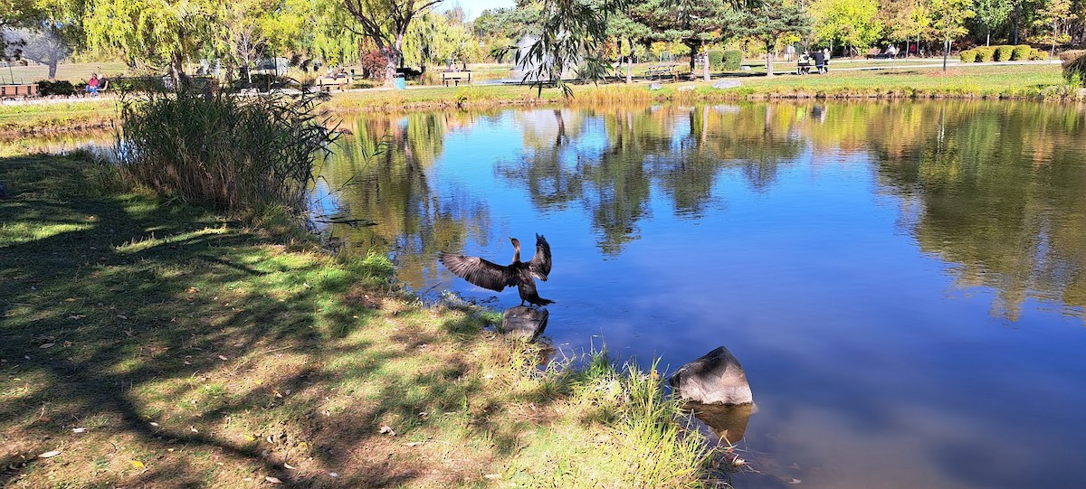 Double-crested Cormorant - ML642811013