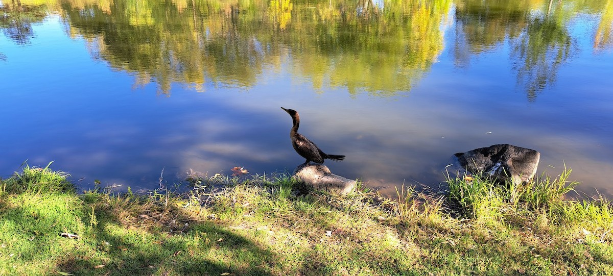 Double-crested Cormorant - ML642811016