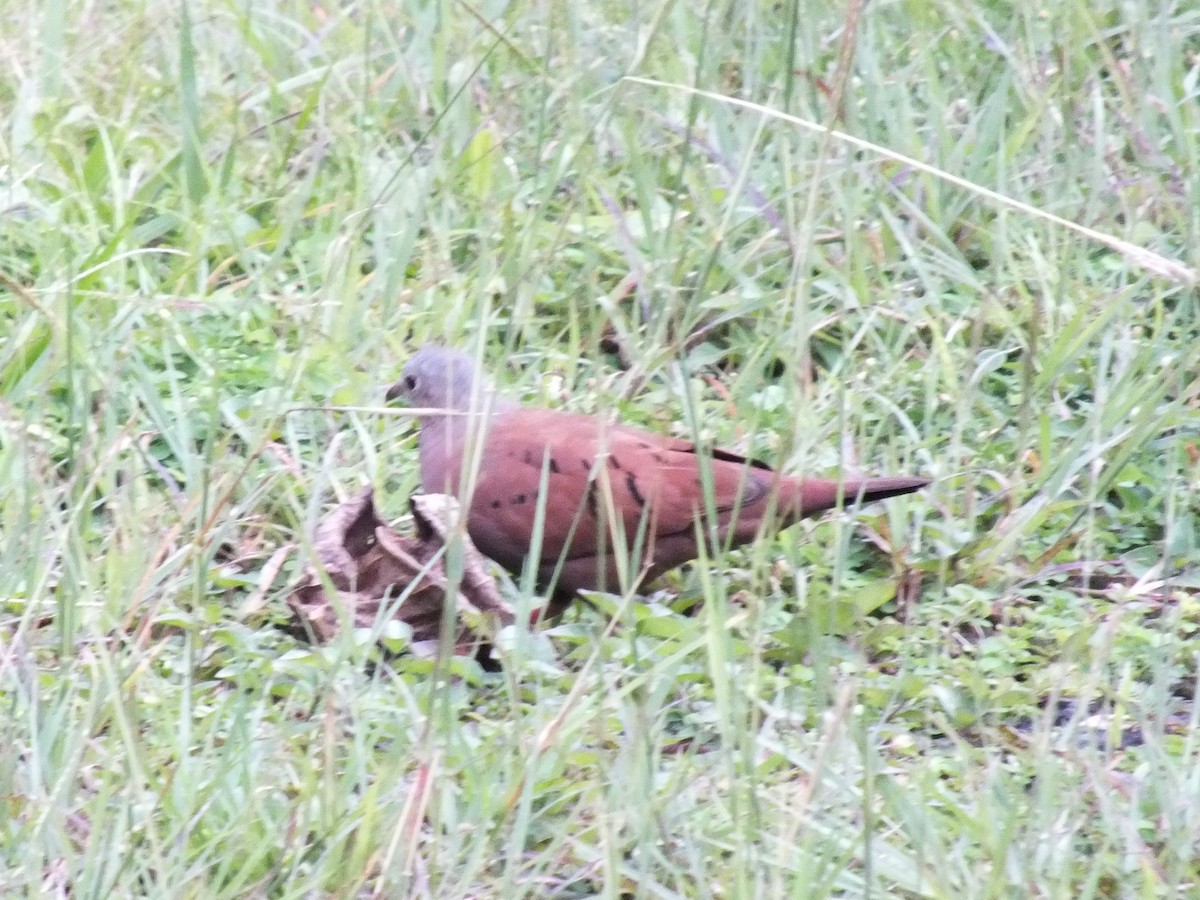 Ruddy Ground Dove - ML642811029