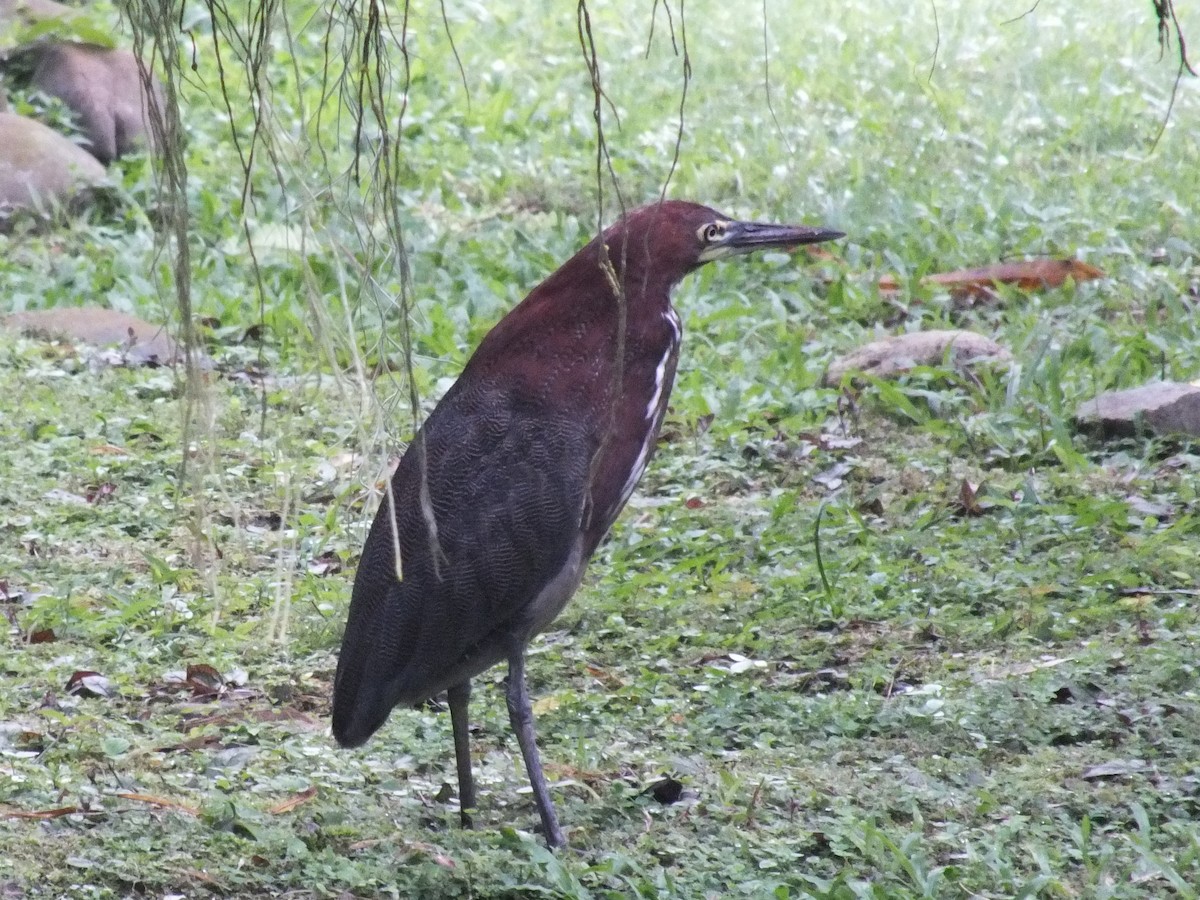 Rufescent Tiger-Heron - ML642811039