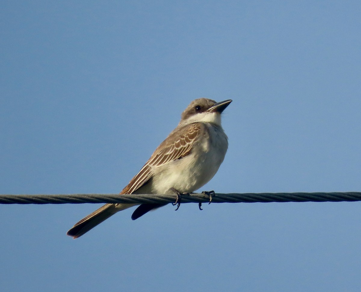 Gray Kingbird - ML642811047