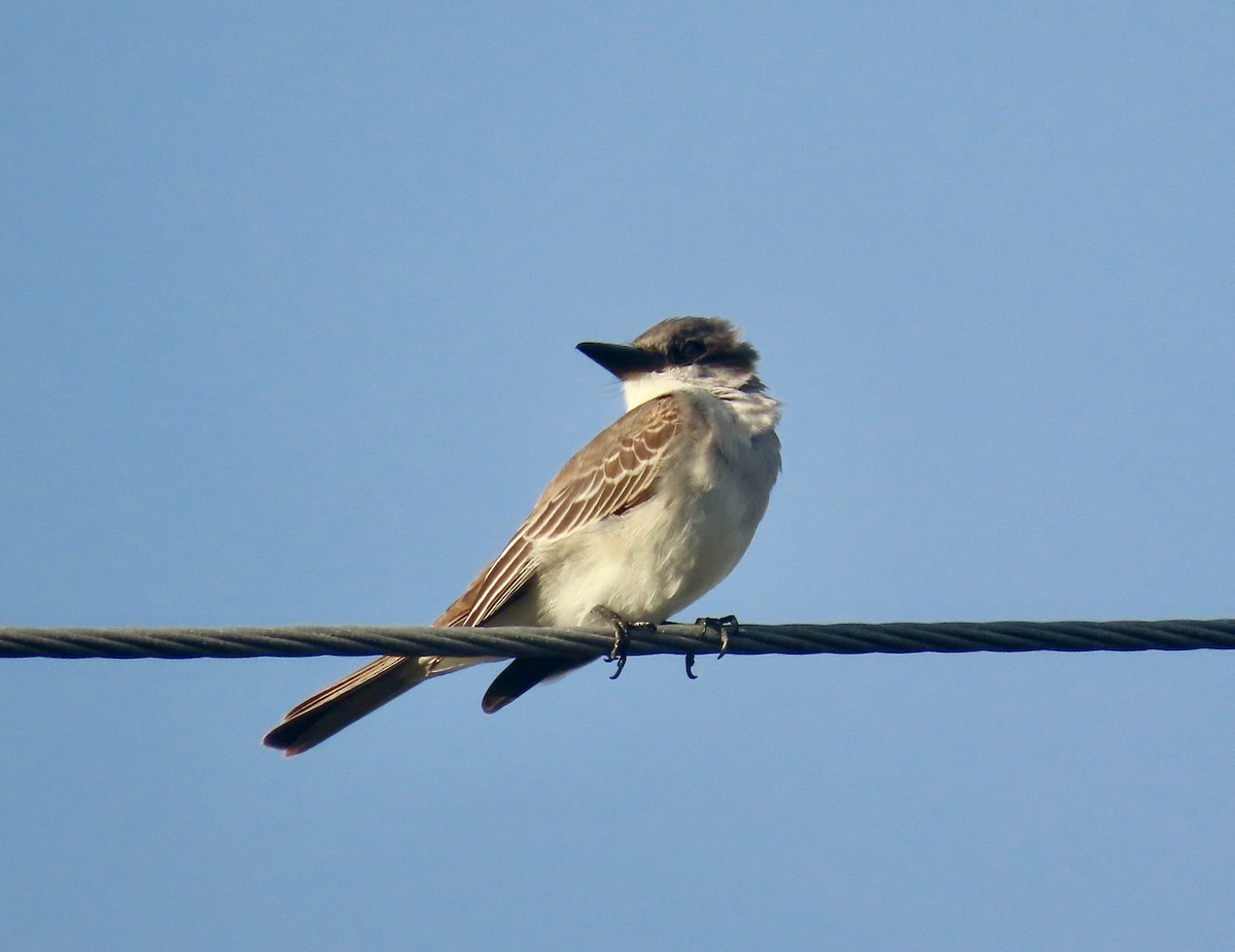 Gray Kingbird - ML642811048